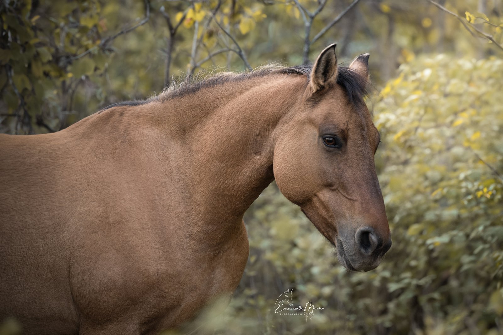 Photographie d'un cheval, Pas-de-Calais, par Emmanuelle Meunier