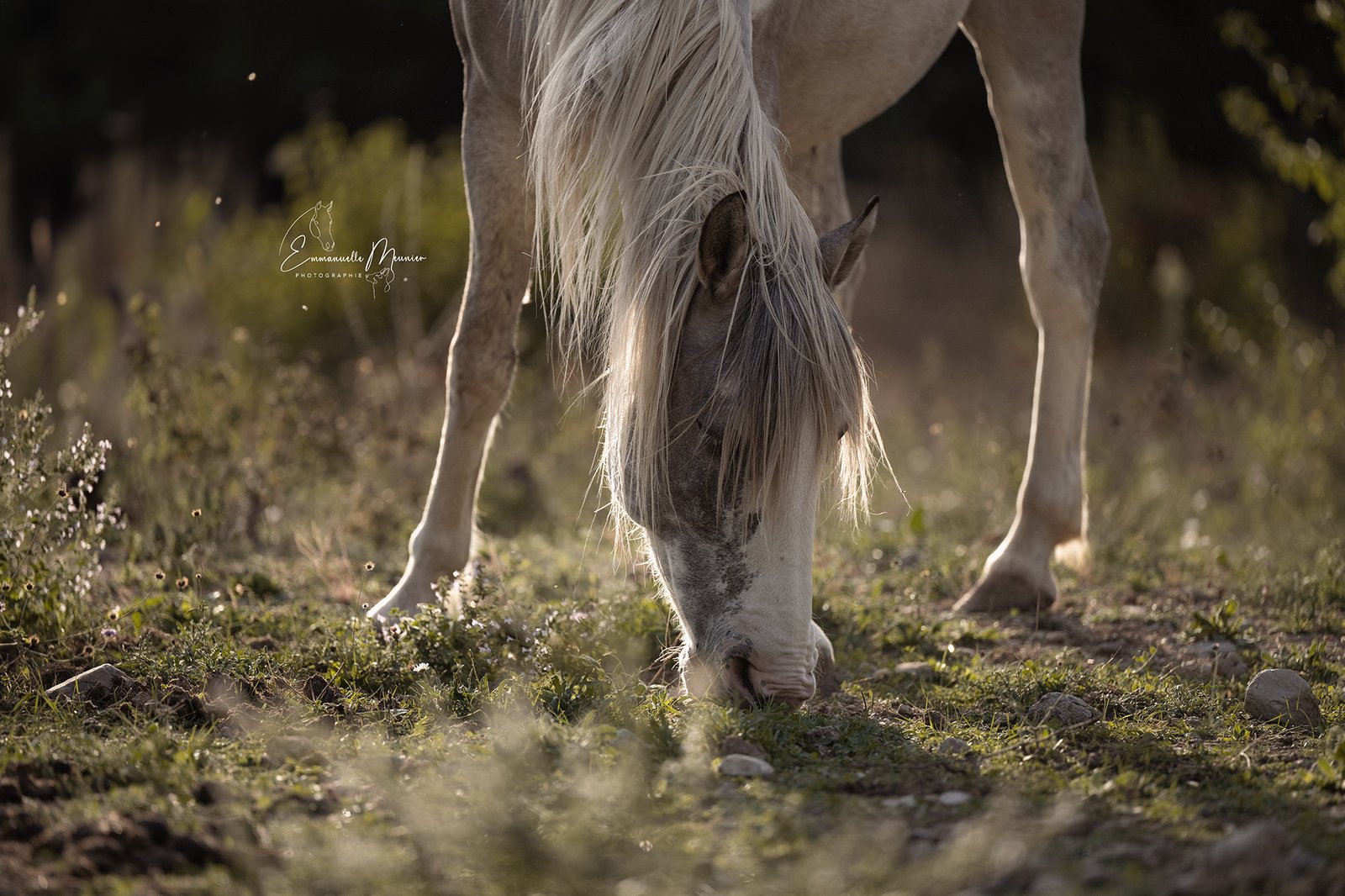 Photographie d'un cheval, Pas-de-Calais, par Emmanuelle Meunier