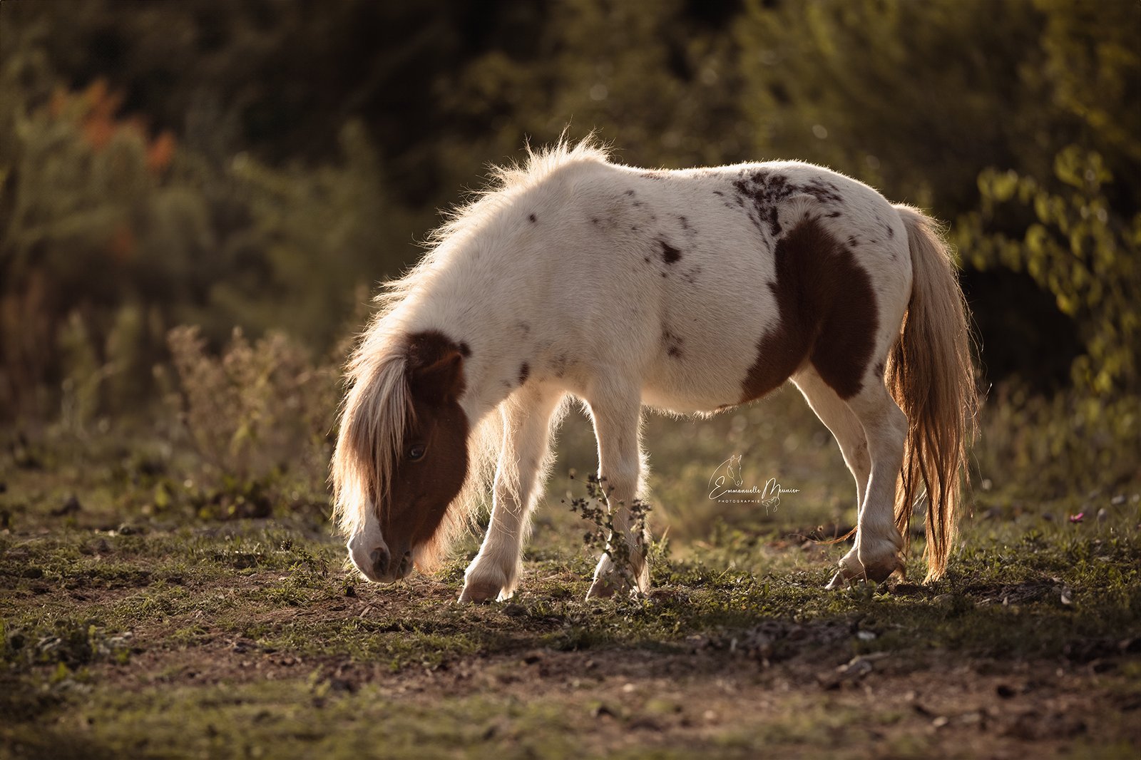 Photographie d'un cheval, Pas-de-Calais, par Emmanuelle Meunier