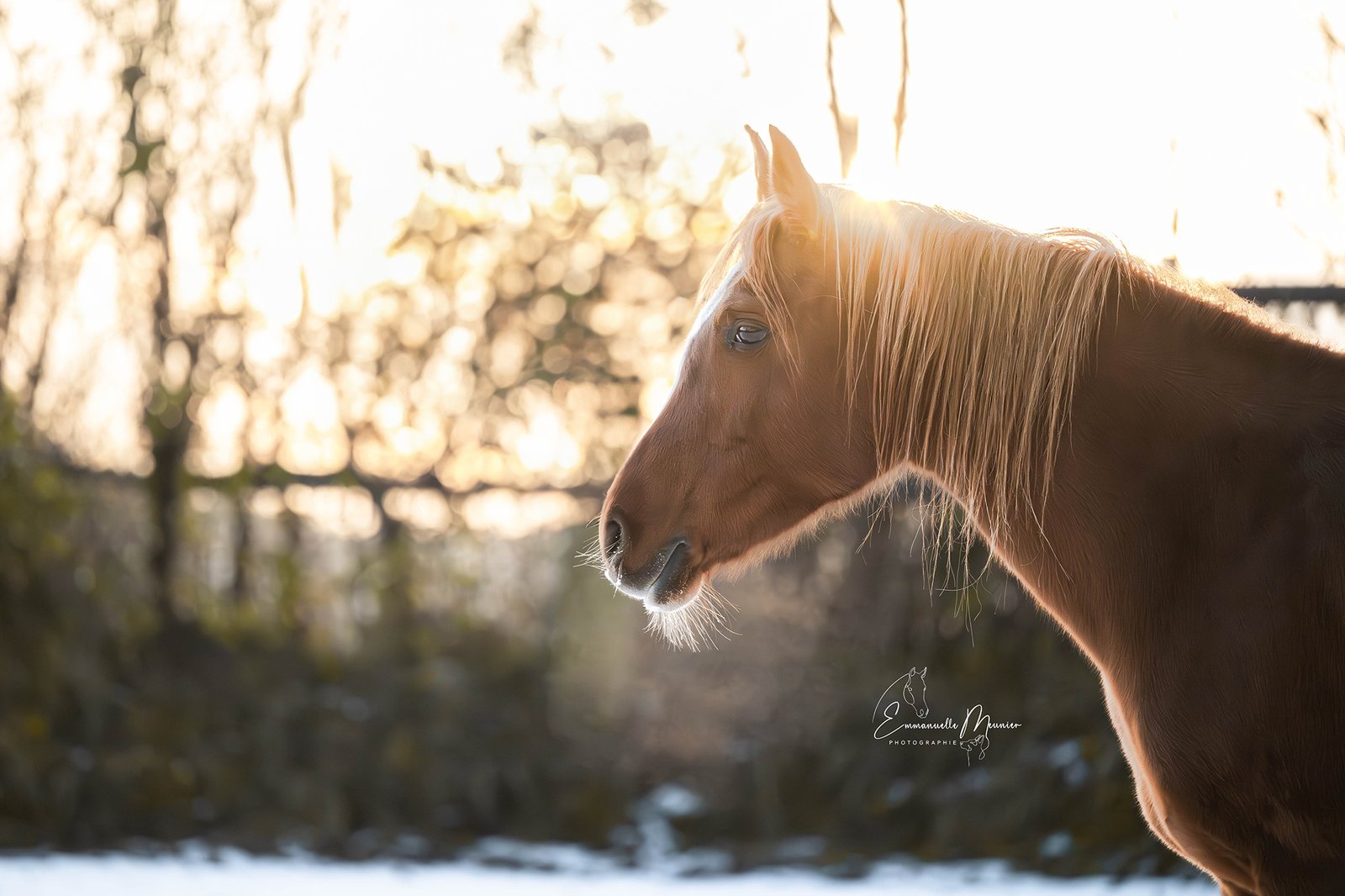 Photographie d'un cheval, Pas-de-Calais, par Emmanuelle Meunier