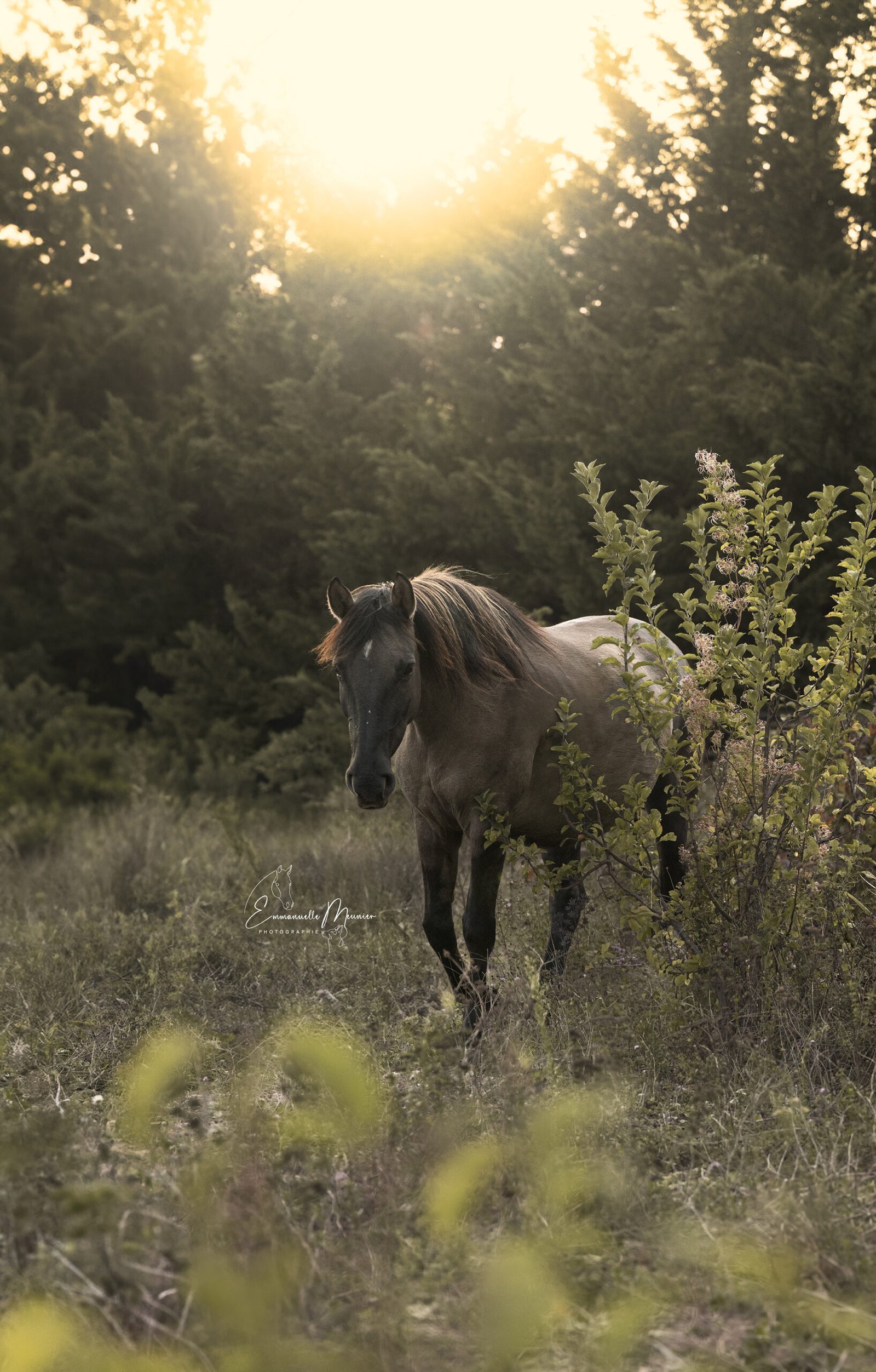 Photographie d'un cheval, Pas-de-Calais, par Emmanuelle Meunier