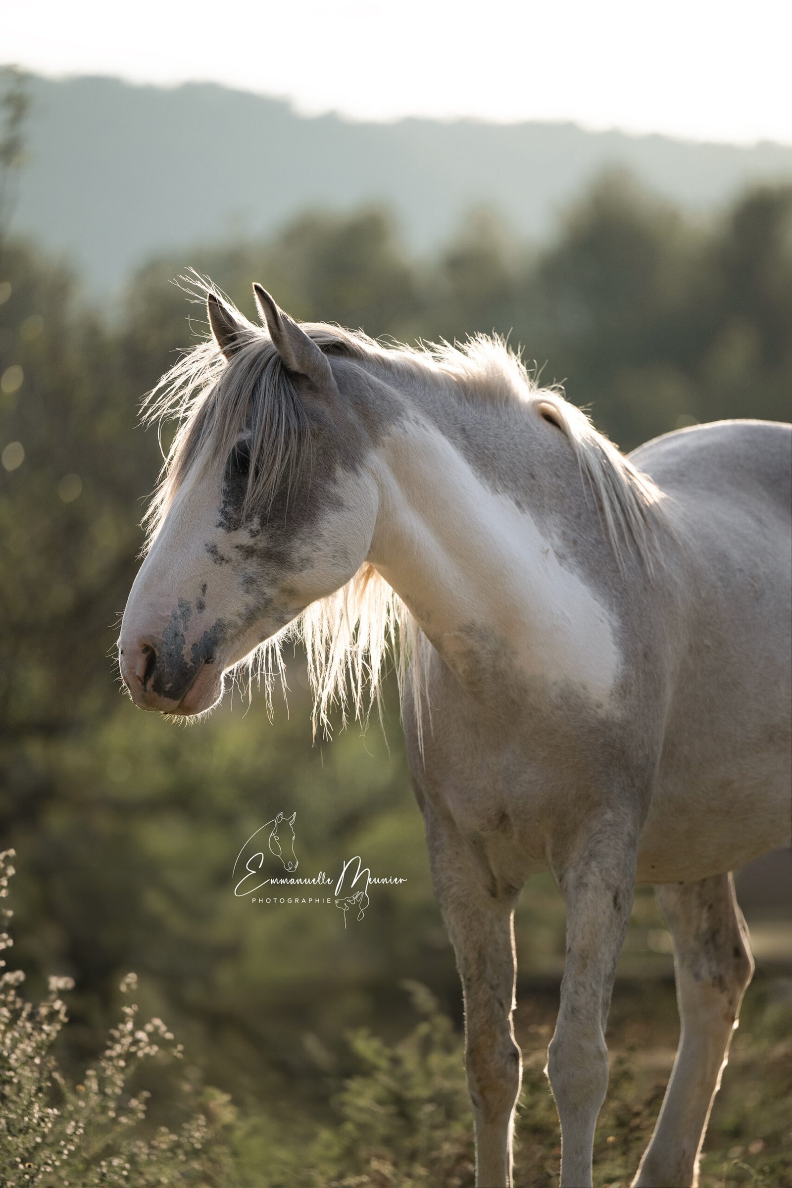 Photographie d'un cheval, Pas-de-Calais, par Emmanuelle Meunier