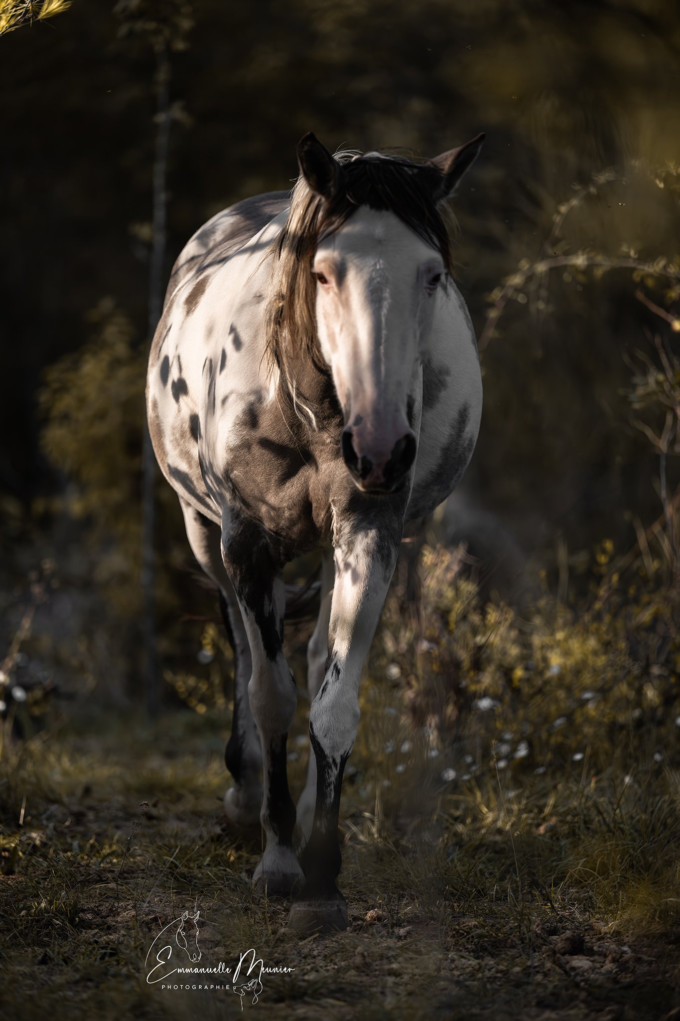 Photographie d'un cheval, Pas-de-Calais, par Emmanuelle Meunier