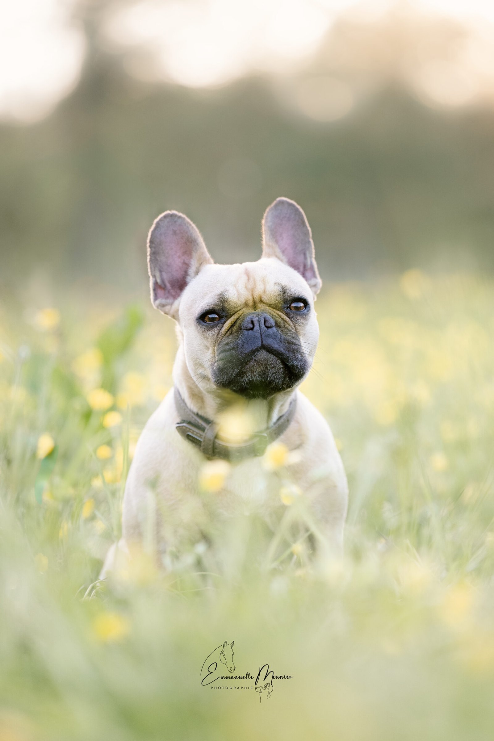 Photographie d'un chien dans les fleurs, Pas-de-Calais, par Emmanuelle Meunier