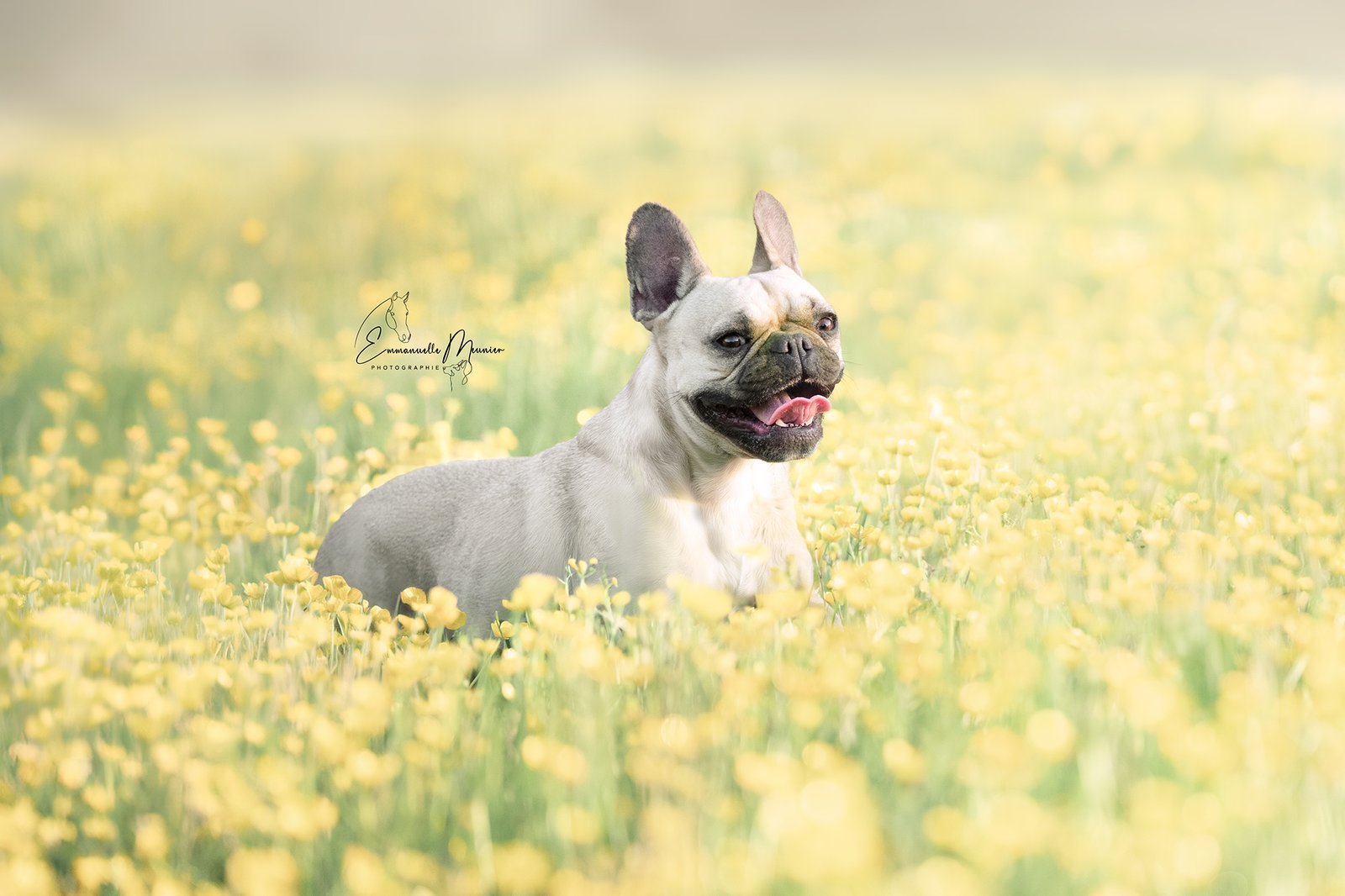 Photographie d'un chien dans les fleurs, Somme, par Emmanuelle Meunier