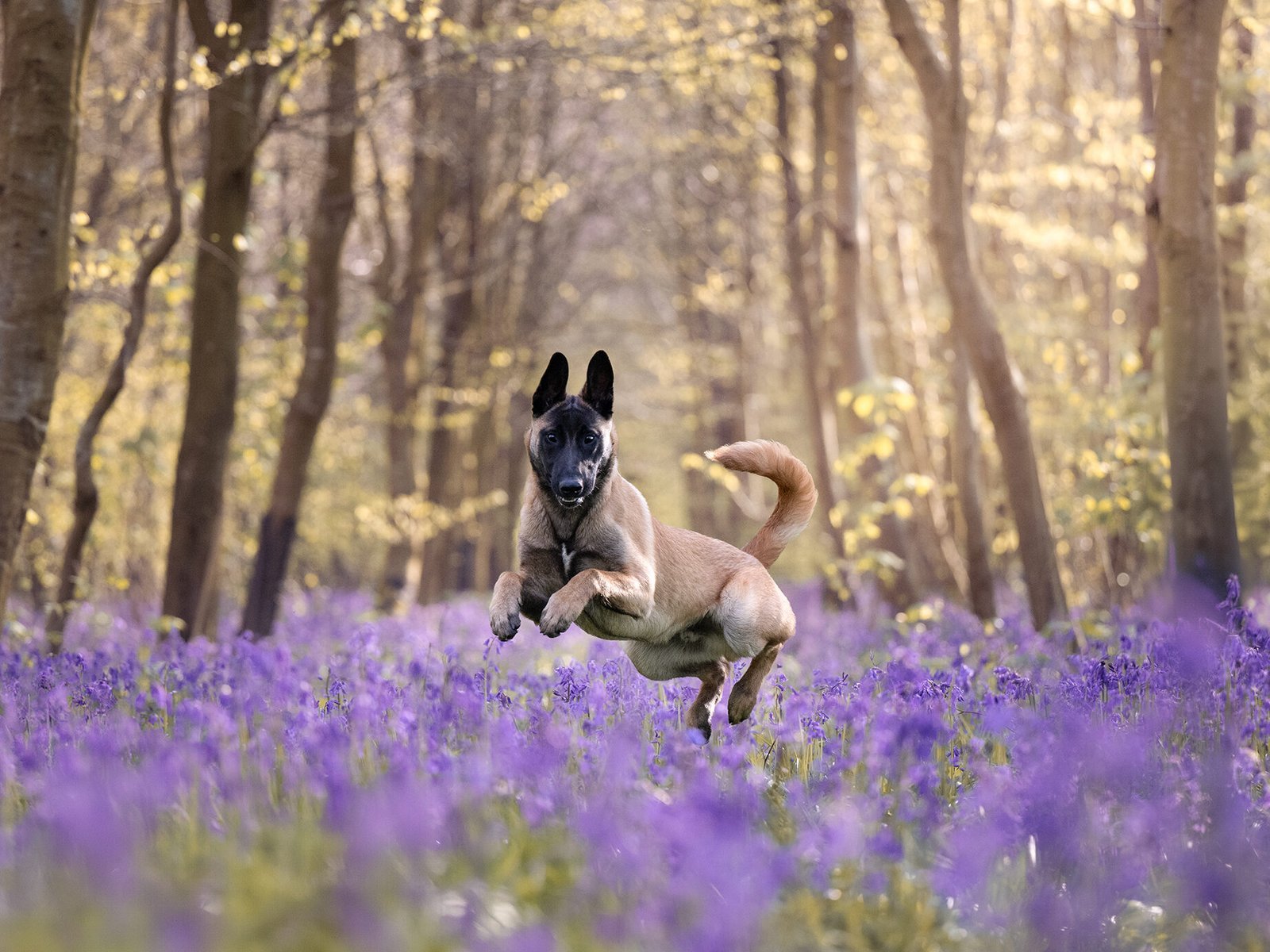 Photographie d'un chien dans les fleurs, Pas-de-Calais, par Emmanuelle Meunier