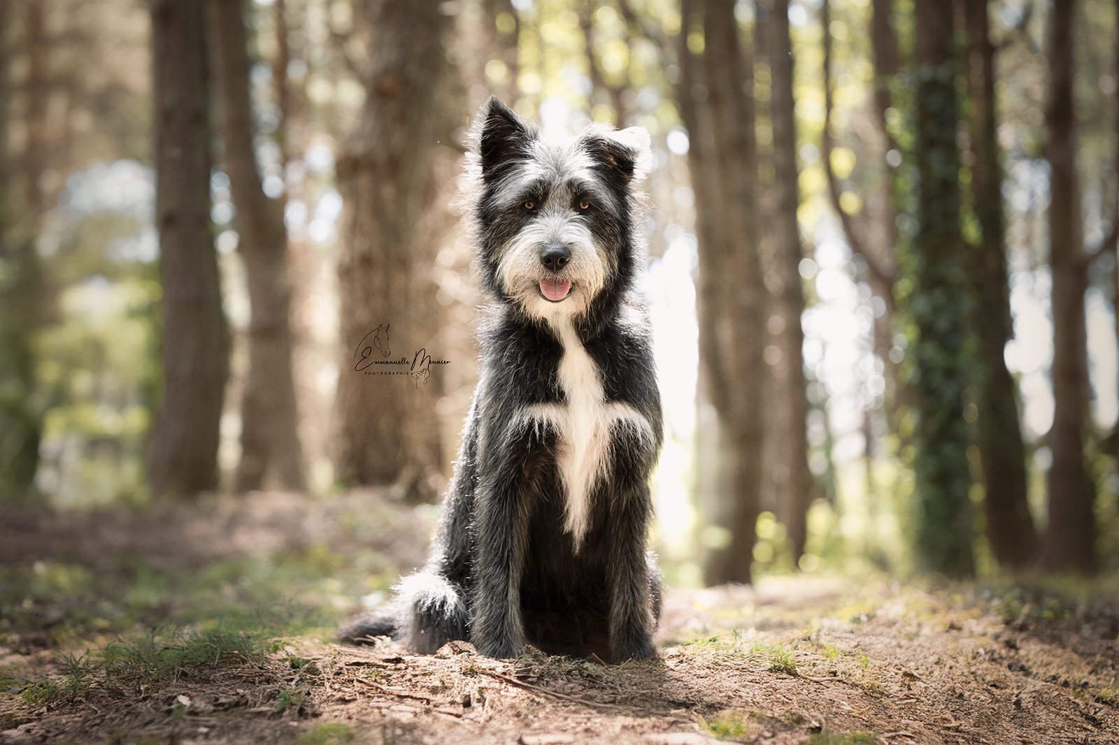 Photographie d'un chien dans la forêt, Pas-de-Calais, par Emmanuelle Meunier