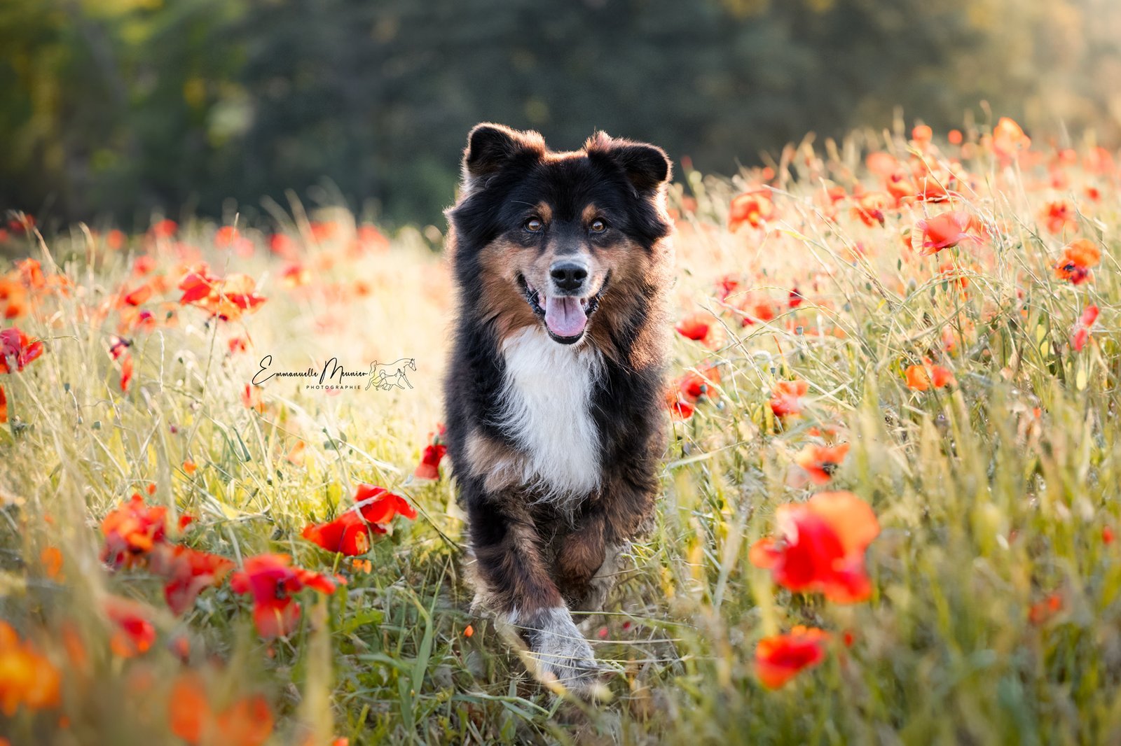 Photographie d'un chien dans les coquelicots, Somme,, par Emmanuelle Meunier