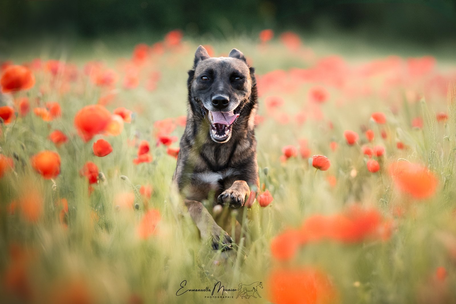 Photographie d'un chien dans les coquelicots, Somme, par Emmanuelle Meunier