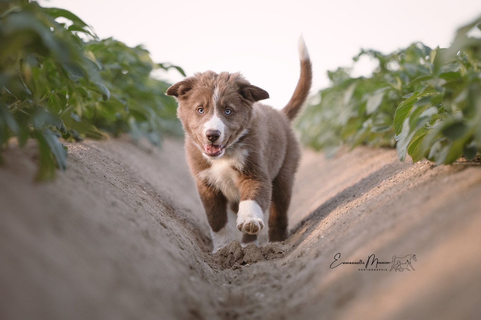 Photographie d'un chien dans les champs, Somme, par Emmanuelle Meunier