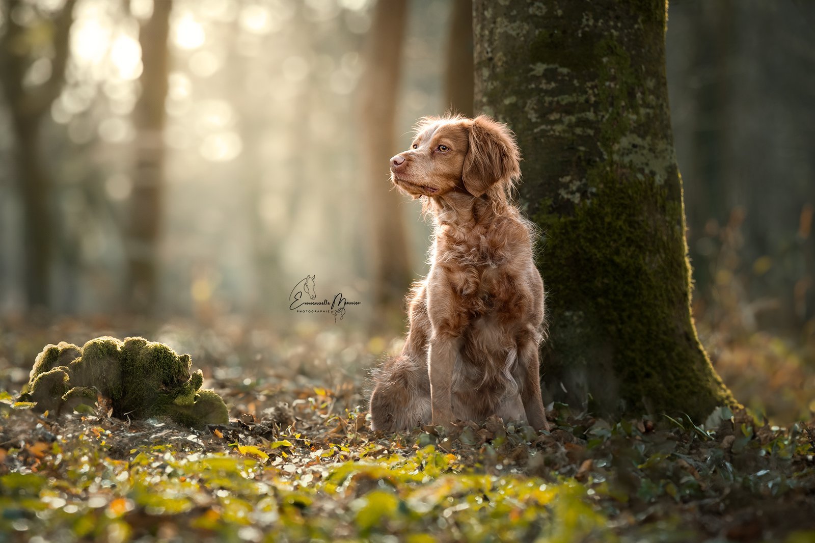 Photographie d'un chien dans la forêt, Pas-de-Calais, par Emmanuelle Meunier