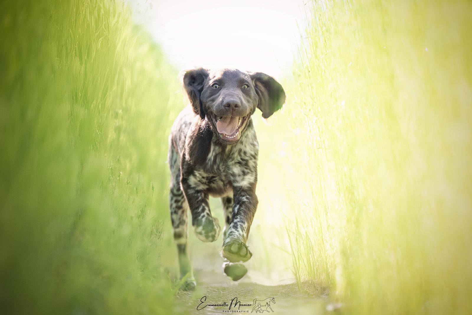 Photographie d'un chien dans les champs, Somme, par Emmanuelle Meunier