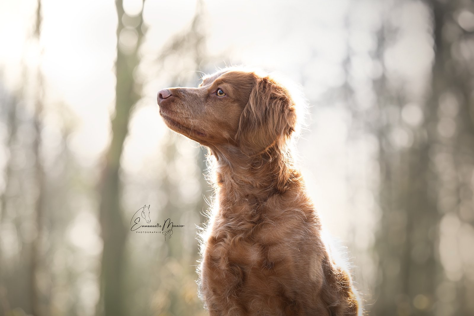 Photographie d'un chien dans la forêt, Pas-de-Calais, par Emmanuelle Meunier