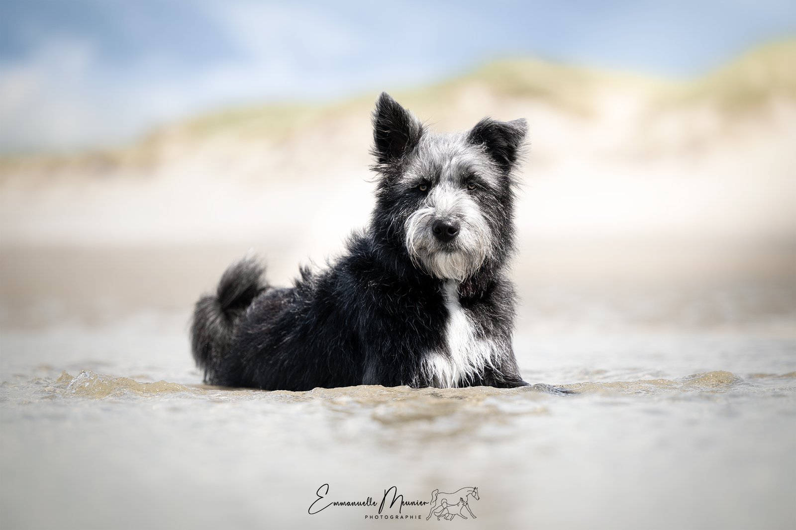 Photographie d'un chien à la plage, Pas-de-Calais, par Emmanuelle Meunier