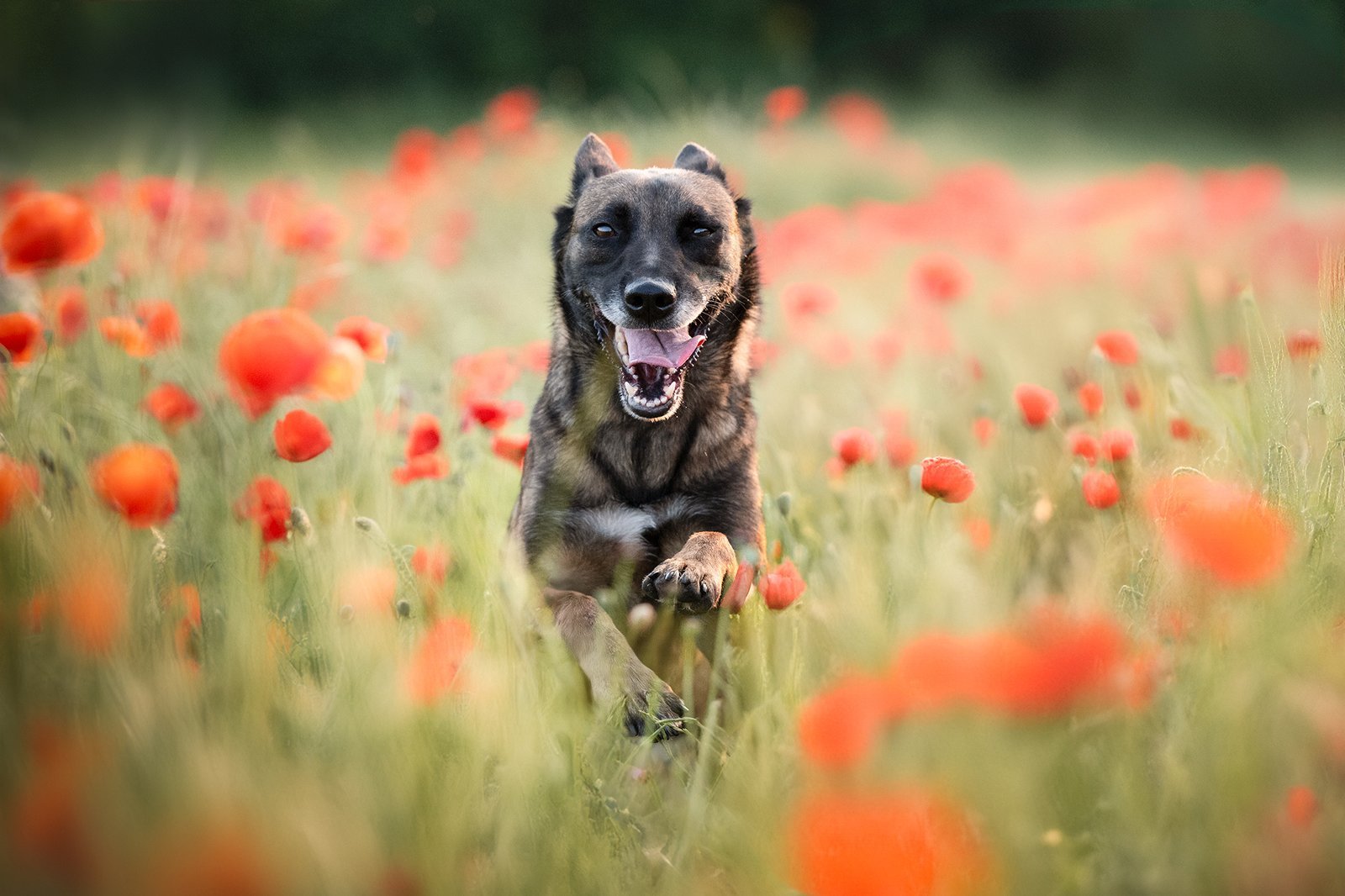 Chien - coquelicots