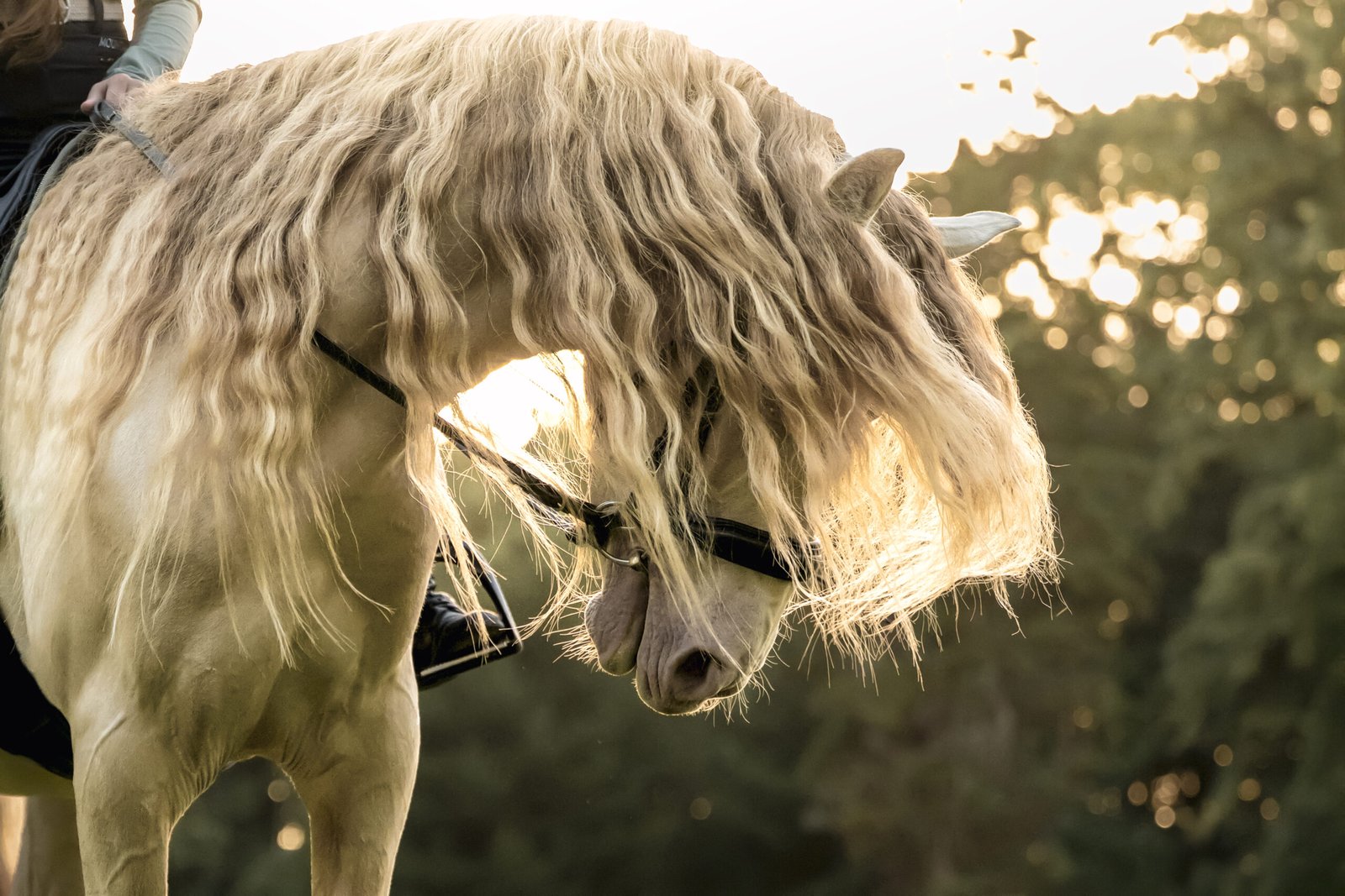 Photographe animalière ; Photographie animalière ; Photographe professionnelle ; Séance photo animale ; Shooting photo animalier ; Portrait animalier ; Photographe Hauts-de-France ; Photographe Somme ; Photographe Pas-de-Calais ; Photographe Nord ; Photographe Lille ; Photographe Amiens ; Photographe Arras ; Photographe Douai ; Photographe Lens ; Photographe Valenciennes ; Photographe Saint-Quentin ; Photographe extérieure ; Photographe nature ; Photographe lumière naturelle ; Photographe douce et patiente ; Photographe bienveillante ; Photographe chien ; Séance photo chien ; Shooting photo canin ; Portrait de chien ; Photo de chien en extérieur ; Photographie de chien en mouvement ; Photographe de chien Hauts-de-France ; Photographe canin Somme ; Photographe canin Pas-de-Calais ; Photographe canin Nord ; Photographe équin ; Photographe cheval ; Séance photo cheval ; Shooting photo équin ; Portrait de cheval ; Photo de cheval en extérieur ; Photographie de cheval en mouvement ; Photographe de cheval Hauts-de-France ; Photographe équin Somme ; Photographe équin Pas-de-Calais ; Photographe équin Nord ; Photographe lifestyle ; Séance photo famille avec animal ; Shooting photo couple avec animal ; Portraits en extérieur avec animal ; Photographe lifestyle Hauts-de-France ; Photographe lifestyle Somme ; Photographe lifestyle Pas-de-Calais ; Photographe lifestyle Nord ; Carte cadeau séance photo ; Offrir une séance photo animale ; Bon cadeau shooting photo ; Idée cadeau photographie animalière ; Galerie photo privée ; Accès galerie client ; Galerie en ligne séance photo ; Téléchargement photos séance ; Commande tirages photo ; Conseils photographie animalière ; Astuces photo chien ; Astuces photo cheval ; Histoires inspirantes animaux ; Coulisses séance photo ; Actualités photographe animalière ; Emmanuelle Meunier ; Emmanuelle Meunier Photographie ; Photographe Emmanuelle Meunier ; Emmanuelle Meunier photographe animalière ; Emmanuelle Meunier Hauts-de-France ; Emmanuelle Meunier Somme ; Emmanuelle Meunier Pas-de-Calais ; Emmanuelle Meunier Nord ; Shooting photo chien Amiens ; Séance photo cheval Arras ; Photographe canine Lille ; Photographe équine Lens ; Portrait animal Valenciennes ; Photo chien Saint-Quentin ; Photo cheval nature Hauts-de-France ; Portrait chien complicité ; Shooting équin lumière naturelle ; Photo artistique chien ; Photo artistique cheval