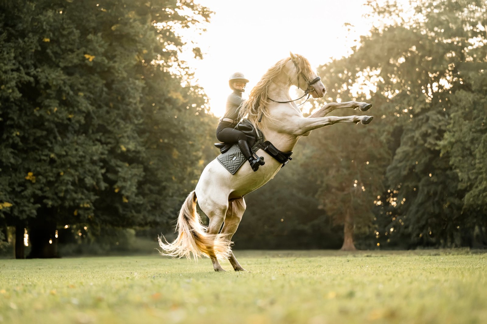 Photographe animalière ; Photographie animalière ; Photographe professionnelle ; Séance photo animale ; Shooting photo animalier ; Portrait animalier ; Photographe Hauts-de-France ; Photographe Somme ; Photographe Pas-de-Calais ; Photographe Nord ; Photographe Lille ; Photographe Amiens ; Photographe Arras ; Photographe Douai ; Photographe Lens ; Photographe Valenciennes ; Photographe Saint-Quentin ; Photographe extérieure ; Photographe nature ; Photographe lumière naturelle ; Photographe douce et patiente ; Photographe bienveillante ; Photographe chien ; Séance photo chien ; Shooting photo canin ; Portrait de chien ; Photo de chien en extérieur ; Photographie de chien en mouvement ; Photographe de chien Hauts-de-France ; Photographe canin Somme ; Photographe canin Pas-de-Calais ; Photographe canin Nord ; Photographe équin ; Photographe cheval ; Séance photo cheval ; Shooting photo équin ; Portrait de cheval ; Photo de cheval en extérieur ; Photographie de cheval en mouvement ; Photographe de cheval Hauts-de-France ; Photographe équin Somme ; Photographe équin Pas-de-Calais ; Photographe équin Nord ; Photographe lifestyle ; Séance photo famille avec animal ; Shooting photo couple avec animal ; Portraits en extérieur avec animal ; Photographe lifestyle Hauts-de-France ; Photographe lifestyle Somme ; Photographe lifestyle Pas-de-Calais ; Photographe lifestyle Nord ; Carte cadeau séance photo ; Offrir une séance photo animale ; Bon cadeau shooting photo ; Idée cadeau photographie animalière ; Galerie photo privée ; Accès galerie client ; Galerie en ligne séance photo ; Téléchargement photos séance ; Commande tirages photo ; Conseils photographie animalière ; Astuces photo chien ; Astuces photo cheval ; Histoires inspirantes animaux ; Coulisses séance photo ; Actualités photographe animalière ; Emmanuelle Meunier ; Emmanuelle Meunier Photographie ; Photographe Emmanuelle Meunier ; Emmanuelle Meunier photographe animalière ; Emmanuelle Meunier Hauts-de-France ; Emmanuelle Meunier Somme ; Emmanuelle Meunier Pas-de-Calais ; Emmanuelle Meunier Nord ; Shooting photo chien Amiens ; Séance photo cheval Arras ; Photographe canine Lille ; Photographe équine Lens ; Portrait animal Valenciennes ; Photo chien Saint-Quentin ; Photo cheval nature Hauts-de-France ; Portrait chien complicité ; Shooting équin lumière naturelle ; Photo artistique chien ; Photo artistique cheval